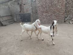 bakri