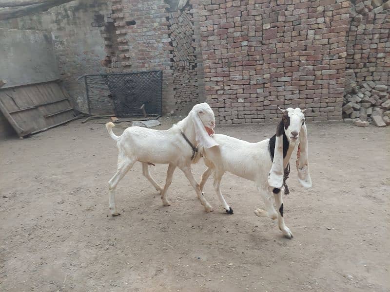 bakri bakra 0