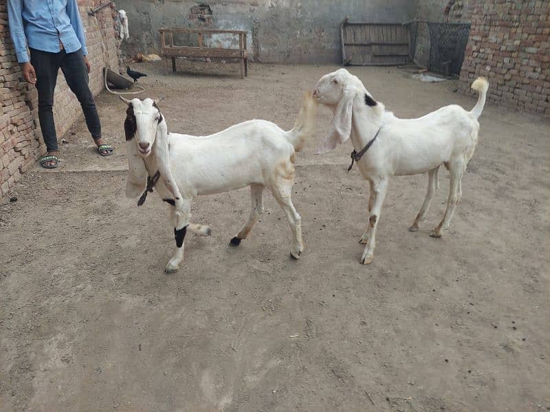 bakri bakra 1