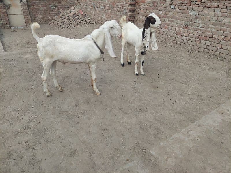 bakri bakra 2