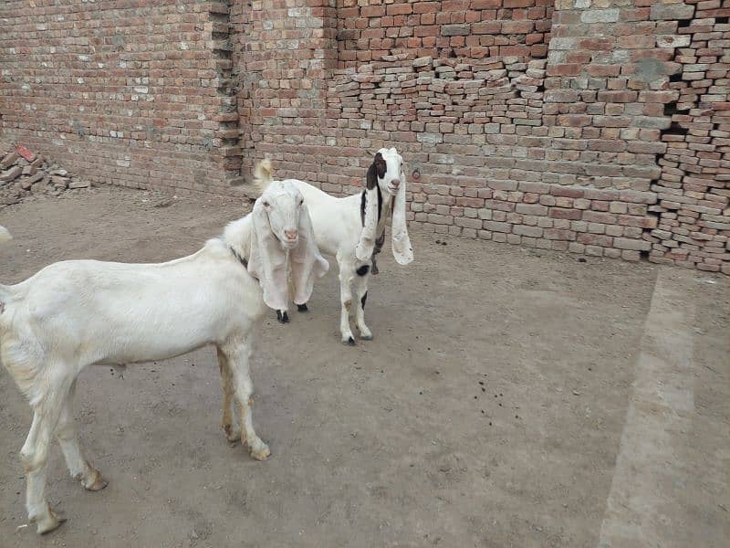 bakri bakra 3