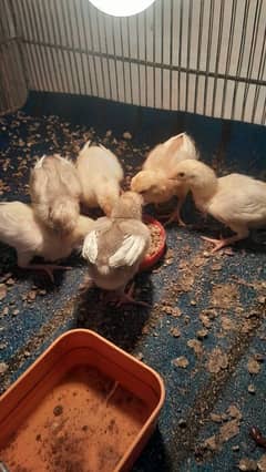 paper white heera pair k chicks.