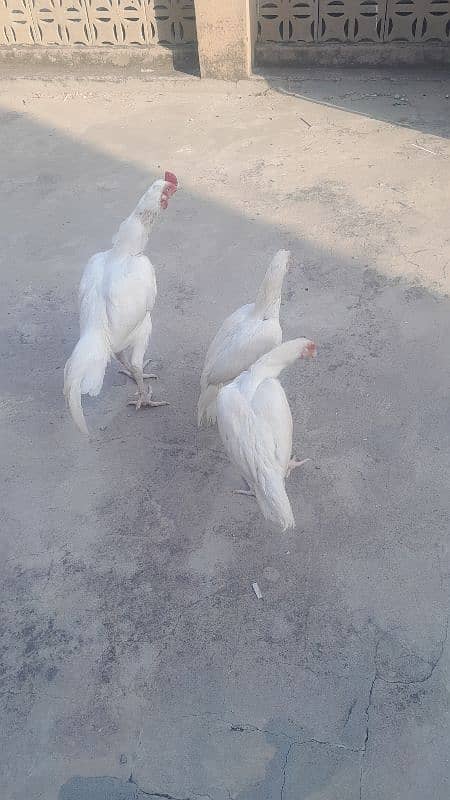 paper white heera pair k chicks. 2