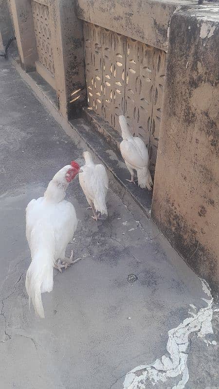 paper white heera pair k chicks. 3