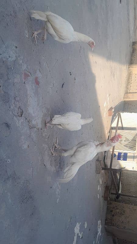 paper white heera pair k chicks. 4