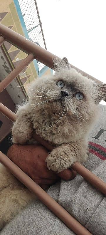 Persian Male for sale 0