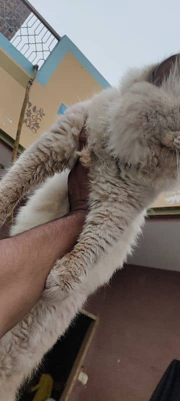 Persian Male for sale 5