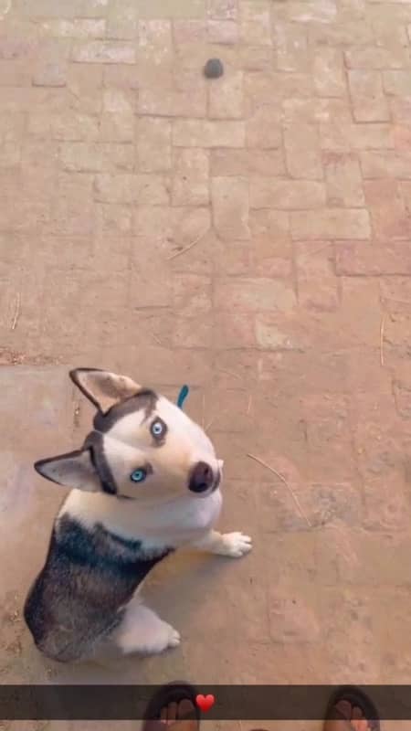 husky female for sale 4