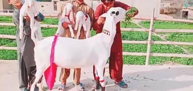 bakri