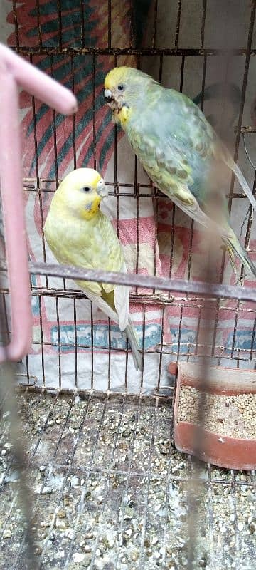 parrot for sale 0