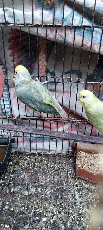 parrot for sale 1