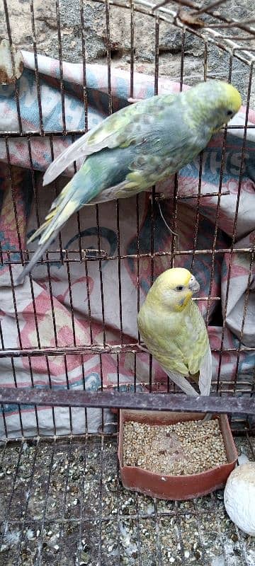 parrot for sale 2