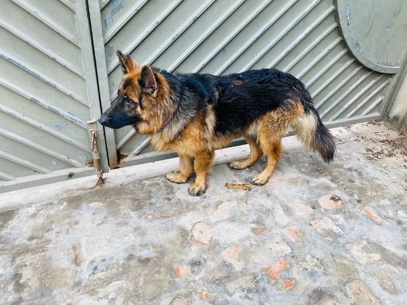 German Shepherd Full Active 0