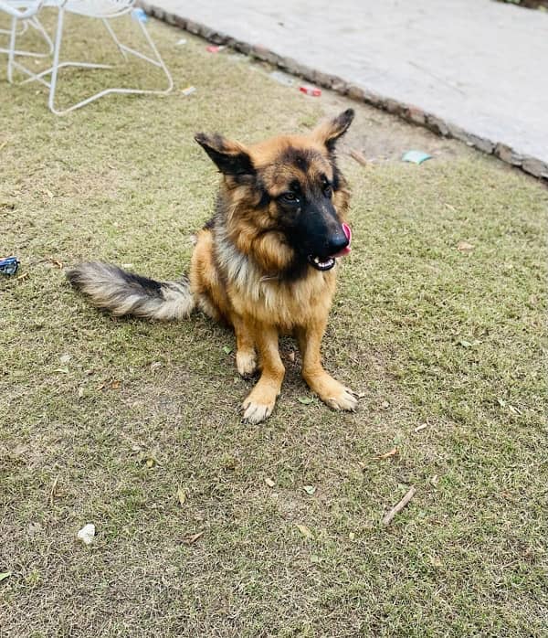 German Shepherd Full Active 2