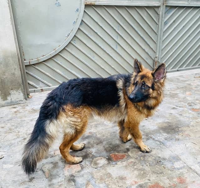 German Shepherd Full Active 3