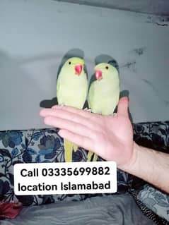 Single 6000 Hand Tamed Friendly Green Ring Neck Parrots Male/Female