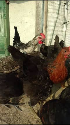 Lohman Brown Hen | Misri 3 months chicks|Golden Misri | Active Birds