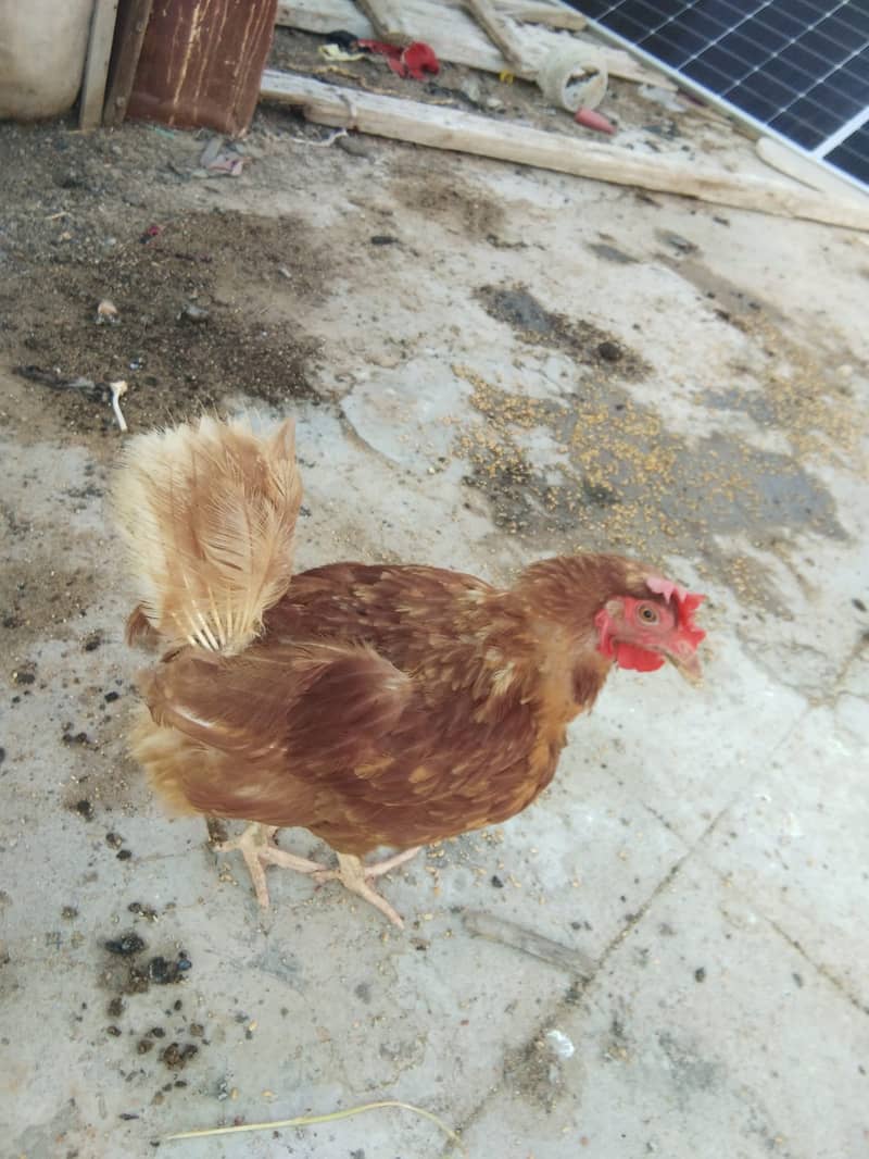 Lohman Brown Hen | Misri 3 months chicks| Golden Misri | Fertile Eggs 6