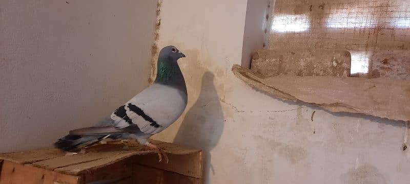 qasid pigeon male 1