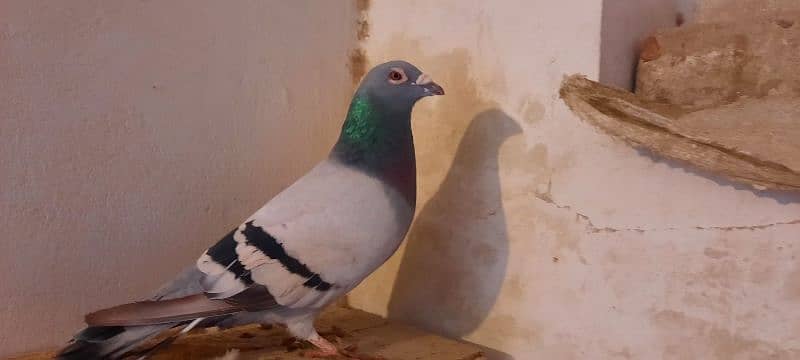 qasid pigeon male 2