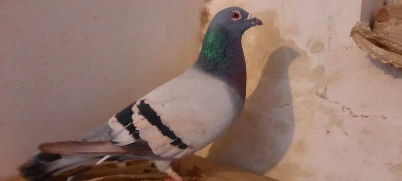 qasid pigeon male 3