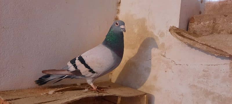 qasid pigeon male 4