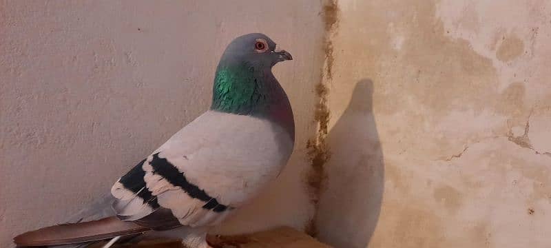 qasid pigeon male 5