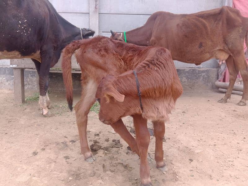 سجر سوئی ولاتی فرجن کراس بہت خوبصورت گائیں 2