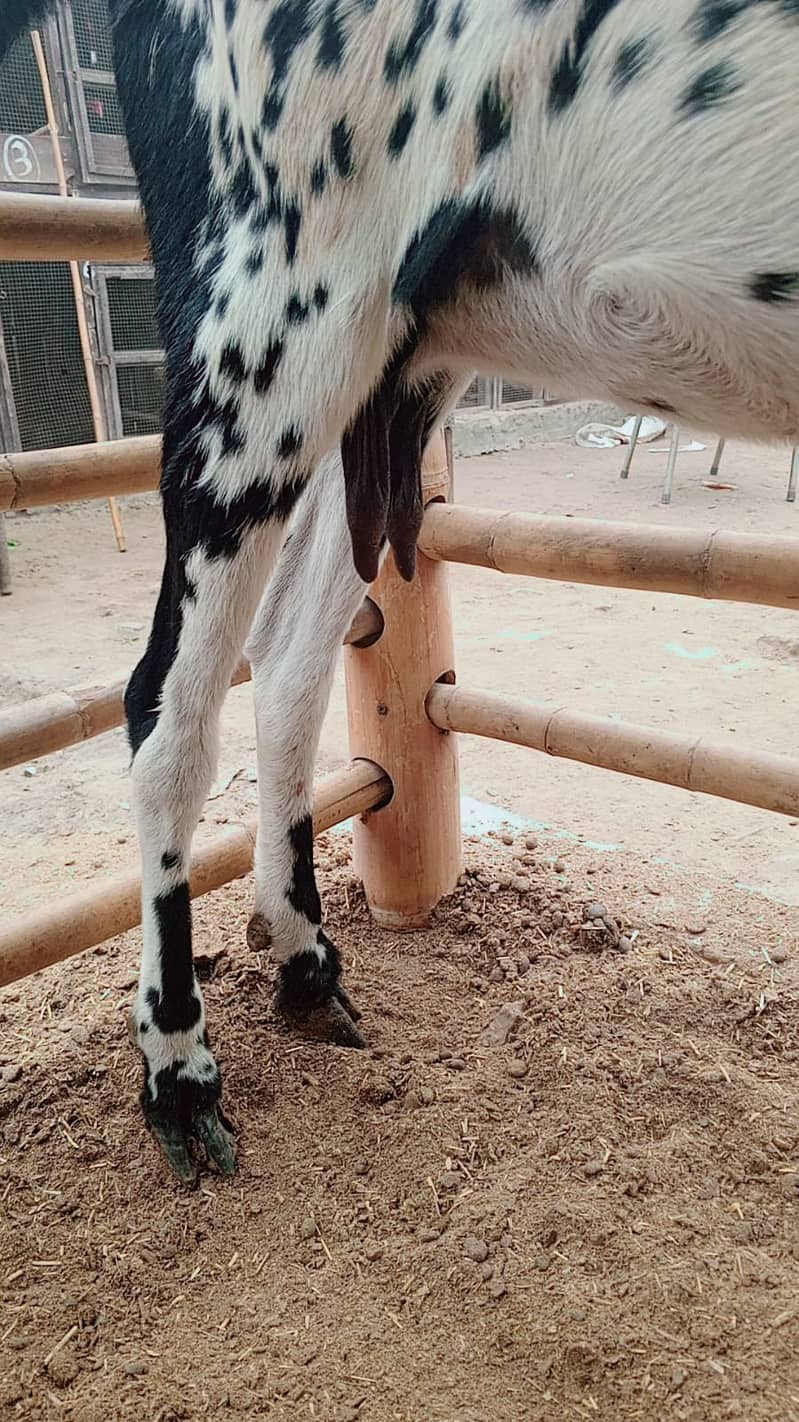 Makkhi chin Goat | Bkari | Goat | بکری  |  gaban bakri 2.5 Month 2