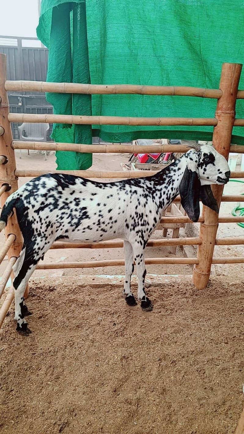 Makkhi chin Goat | Bkari | Goat | بکری  |  gaban bakri 2.5 Month 0