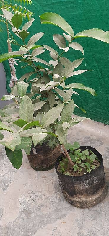 Rose apple plant age 2 years 0