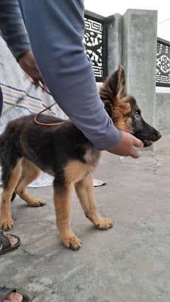 German shepherd puppy