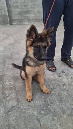 German shepherd puppy