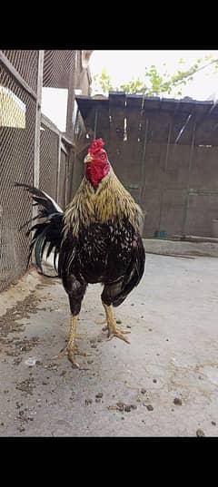 Aseel Miawali Breeder Male