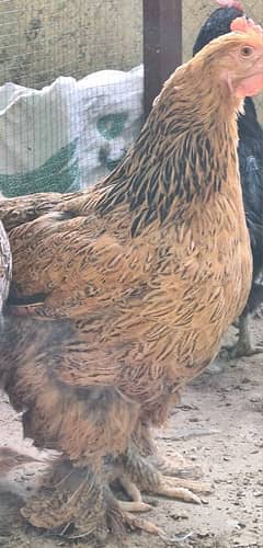 Partridge Brahama Pair available for Sale