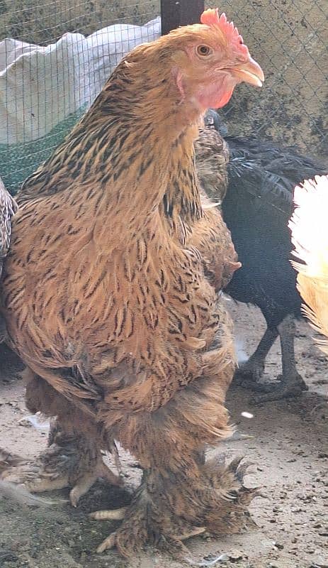 Partridge Brahama Pair available for Sale 3