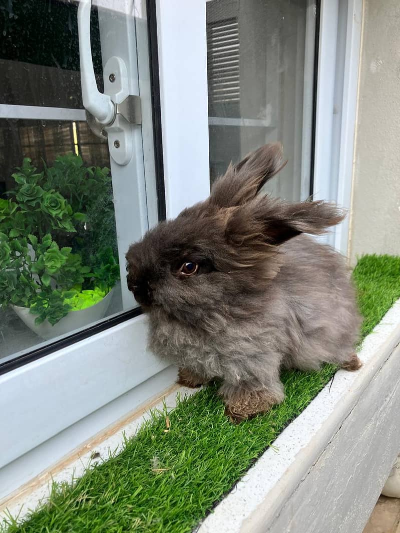 Giant English Angora Grey, Brown and White Rabbits 0