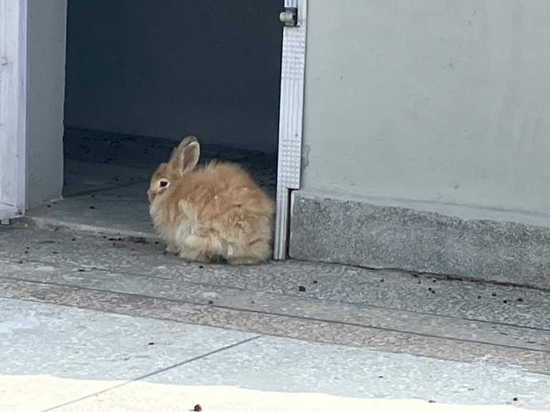 Giant English Angora Grey, Brown and White Rabbits 1