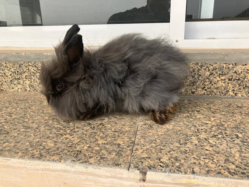 Giant English Angora Grey, Brown and White Rabbits 2