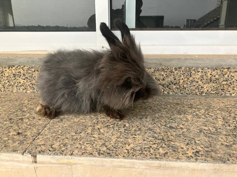 Giant English Angora Grey, Brown and White Rabbits 3