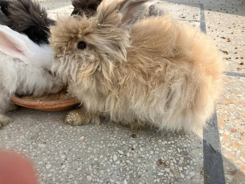 Giant English Angora Grey, Brown and White Rabbits 4