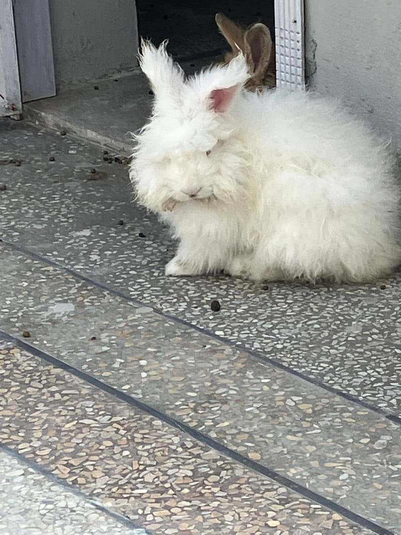 Giant English Angora Grey, Brown and White Rabbits 5