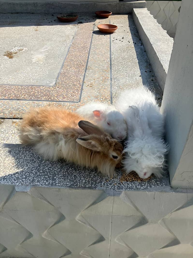 Giant English Angora Grey, Brown and White Rabbits 7