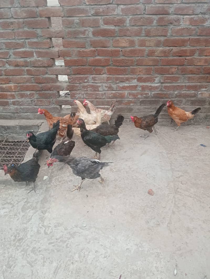 anday wali murghi urgent sale 0