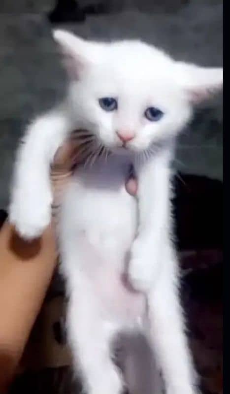 Persian Cat Double Coated Urgent Sale 0