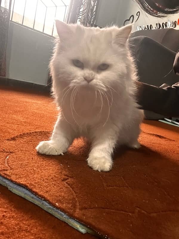 Persian Semi Doll Face Cute White Cat 1