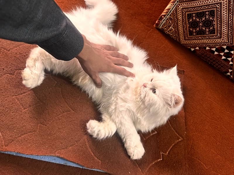 Persian Semi Doll Face Cute White Cat 2