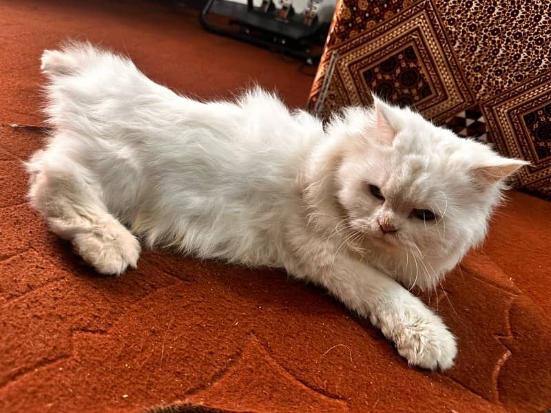 Persian Semi Doll Face Cute White Cat 3