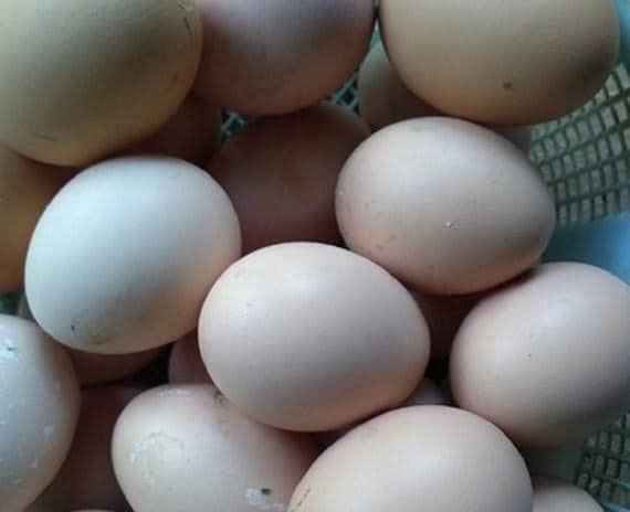 Thikra aseel 0 size egg available 250 per egg 0