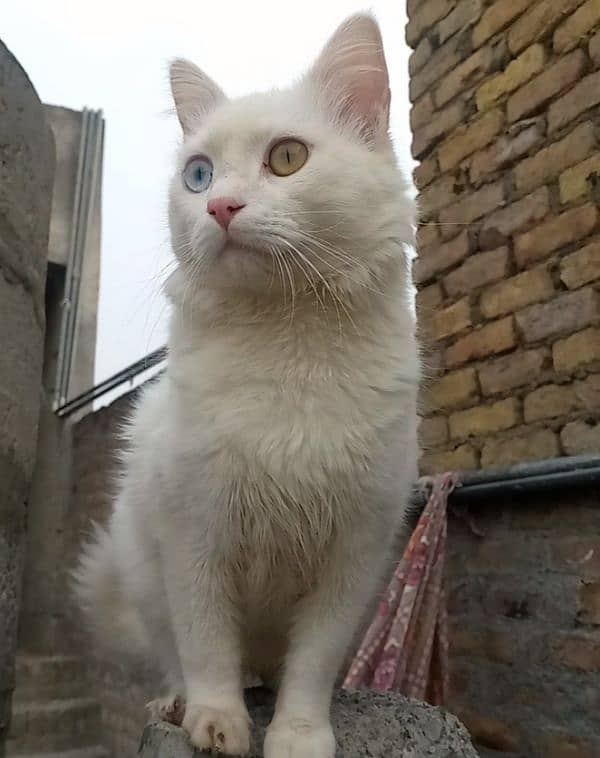 persion odd eye's male cat for sale 2